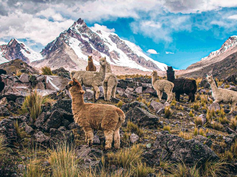 Trek 7 Lagunas Ausangate Full Day Cusco