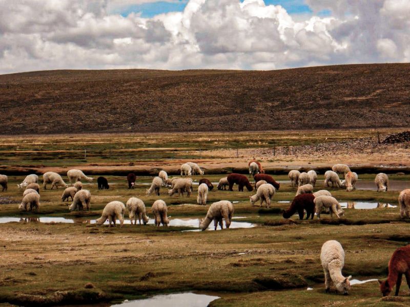 Tour Cañón del Colca Full Day