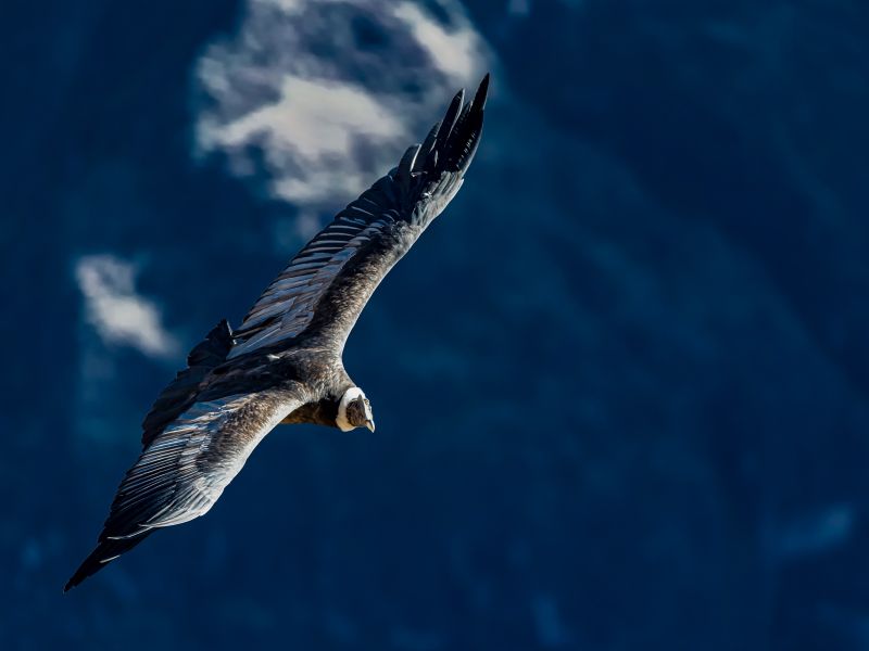 Tour Cañón del Colca Full Day