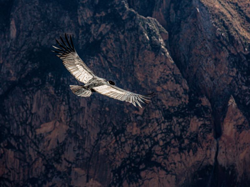 Tour Cañón del Colca Full Day