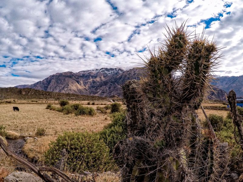 Tour Cañón del Colca Full Day