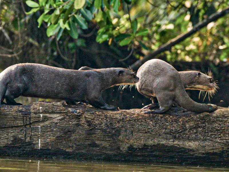 Tour Tambopata, Lago Sandoval 4 Días 3 Noches