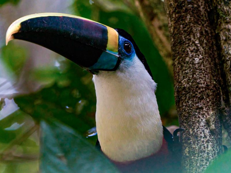 Tour Tambopata, Lago Sandoval 4 Días 3 Noches